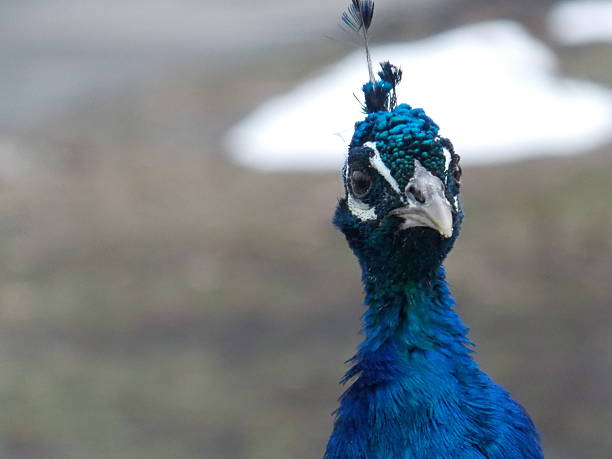 Headshot of an Expressive Blue Peacock stock photo