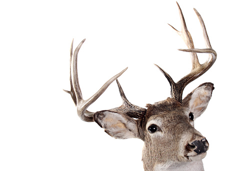 Whitetail buck isolated on white background.