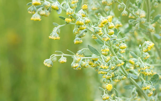 healing herbs - Artemisia absinthium stock photo