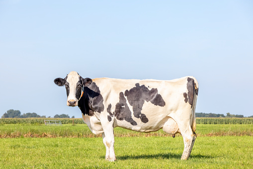 Healthy cow standing on green grass in a field, pasture and a blue sky, udder side view