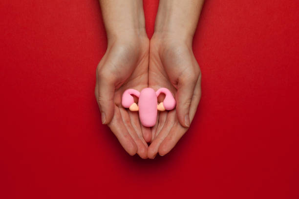 Healthy female uterus on red background. Gynecological diseases and pain treatment. Reproductive system and pregnancy Healthy female uterus on red background. Gynecological diseases and pain treatment. Reproductive system and pregnancy. endometriosis photos stock pictures, royalty-free photos & images