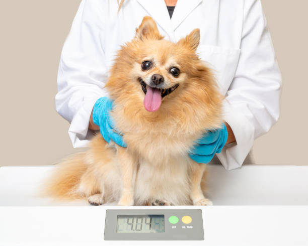 Healthy Happy Dog on Scale at Veterinary Office stock photo