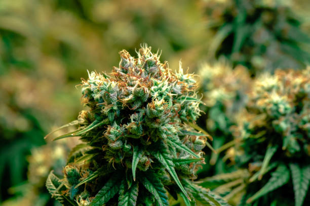 Healthy indoor grown cannabis flower stock photo
