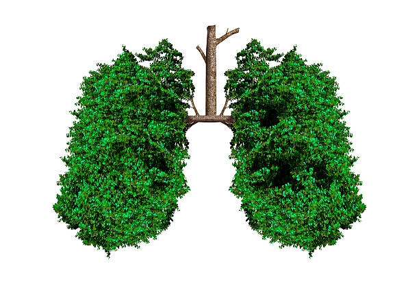 Healthy Lifestyle Lungs shaped tree isolated on white. climate action stock pictures, royalty-free photos & images