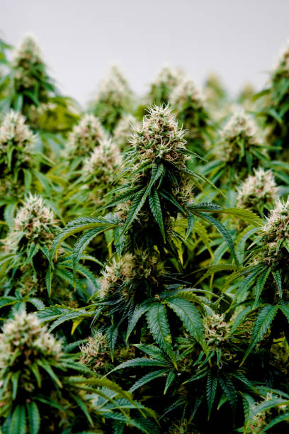 Healthy marijuana cannabis plant growing indoors stock photo