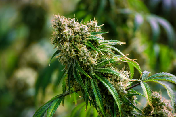 Healthy maturing indoor grown legal industry medical recreational cannabis marijuana plant stock photo