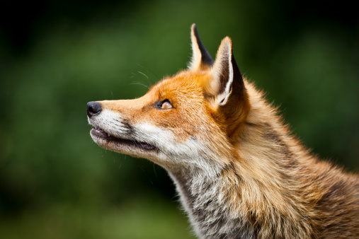 Fox profile picture