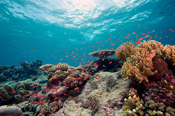 Healthy Tropical Coral Reef stock photo