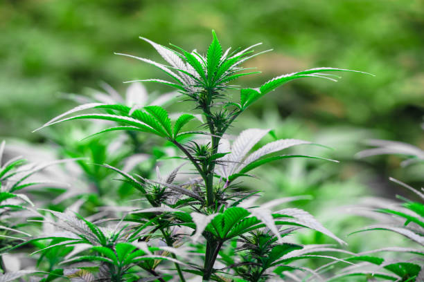 Healthy young early growth medical recreational marijuana cannabis plant stock photo