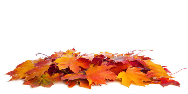 Heap of colorful Maple leaves isolated on white background stock photo