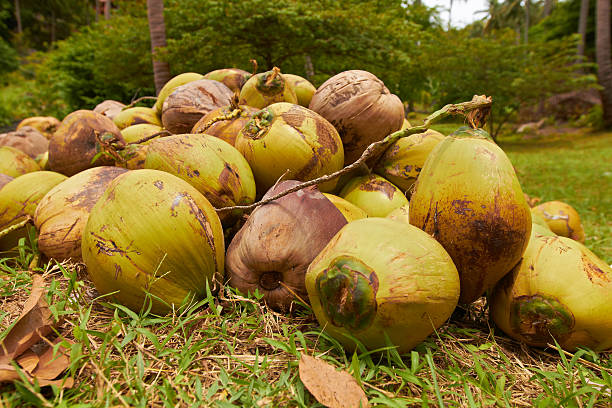 Heap of green coconuts in jungle forest stock photo