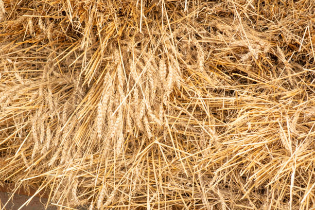 Heap Of Hay stock photo