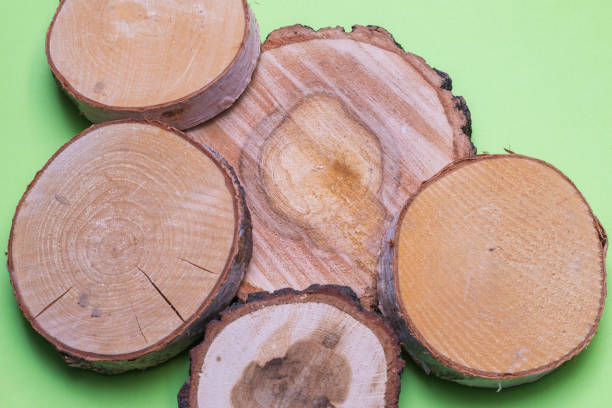 Heap of round rustic natural wood slices on light green background. Different types of wood with its cross-sectional view stock photo