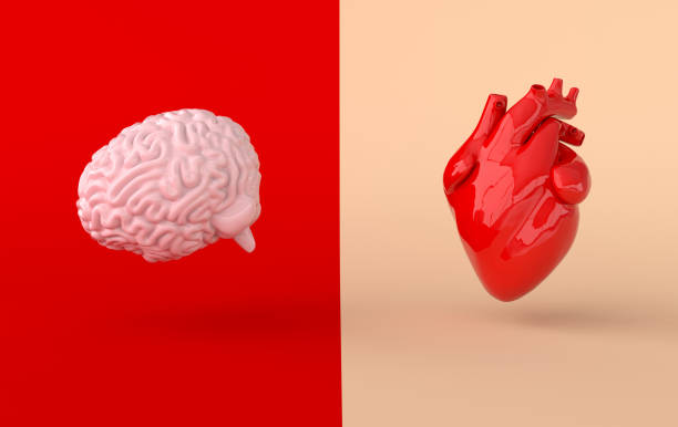 Heart and brain 3d rendering. Emotions and rational thinking conflict concept. Soul and intelligence balance Heart and brain 3d rendering. Emotions and rational thinking conflict concept. Soul and intelligence balance human heart stock pictures, royalty-free photos & images