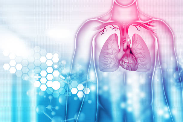 heart and lungs on scientific background.3d illustration stock photo