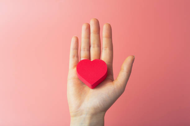 Heart in the hands of a female on a colored background. Donation, charity, health treatment, help concept. Background for Valentine's Day (February 14) and love. stock photo