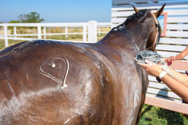 A heart is drawn on the thigh of a horse washed with shampoo A heart is drawn on the thigh of a horse washed with shampoo horse grooming stock pictures, royalty-free photos & images