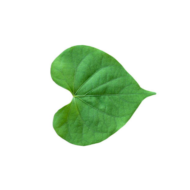 Heart shape green leaf. stock photo