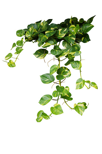 Heart shaped green variegated leave hanging vine plant bush of devil\