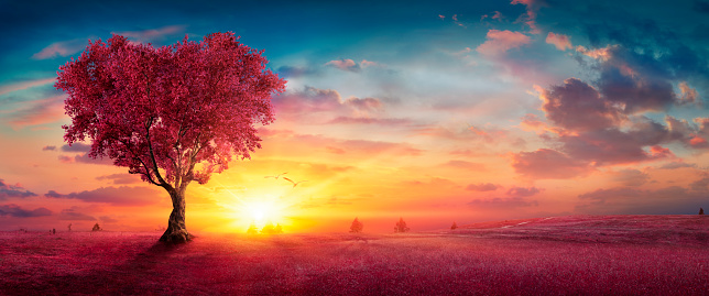Tree With Heart Shape - Love For Nature - Pink Landscape At Sunset