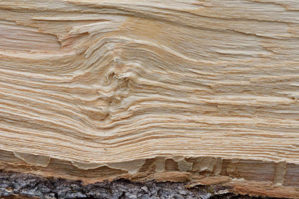 Heartwood of fallen white ash tree stock photo