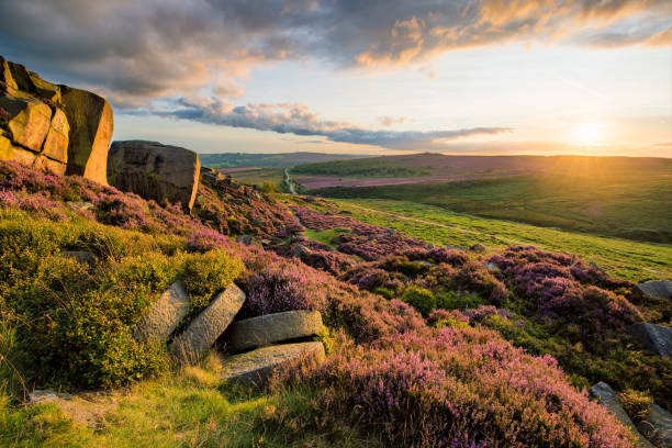 Heather At Sunset In The Peak District. Beautiful summer evening with Heather in full bloom in the Peak District. peak district national park stock pictures, royalty-free photos & images