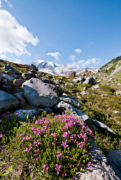 Heather in Bloom Glaciers form when snow accumulates over many years and eventually compacts into ice. The weight of the ice causes the glacier to slowly flow down a mountain, cracking along the way to form crevasses. Mount Rainier’s 25 glaciers makes it the most glaciated mountain in the lower 48 states. The 25 glaciers have a combined area of 35 square miles. As glaciers move down the mountain, they scour the landscape leaving boulder strewn fields called moraines. The lateral moraine of the Nisqually Glacier was photographed from Paradise on the south side of Mount Rainier National Park, Washington State, USA. jeff goulden mount rainier national park stock pictures, royalty-free photos & images