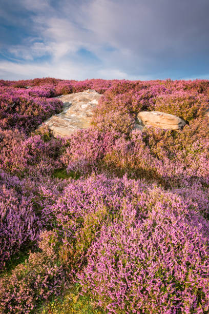 Heather on Rothbury Terraces portrait Rothbury Terraces walk offers views over the Coquet Valley to the Simonside and Cheviot Hills, heather covers the hillside in summer rothbury northumberland stock pictures, royalty-free photos & images