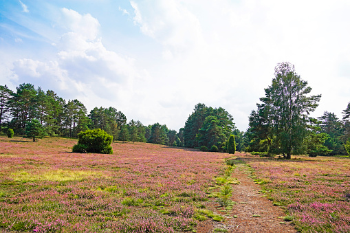 Heathland of the Misselhorn Heath near Hermannsburg. Natural park. Südheide. Landscape with blooming heather plants near the Lüneburg Heath.