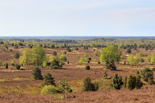 Heathland panorama view from hill Wilseder Berg in Lüneburg Heath near Undeloh, Germany