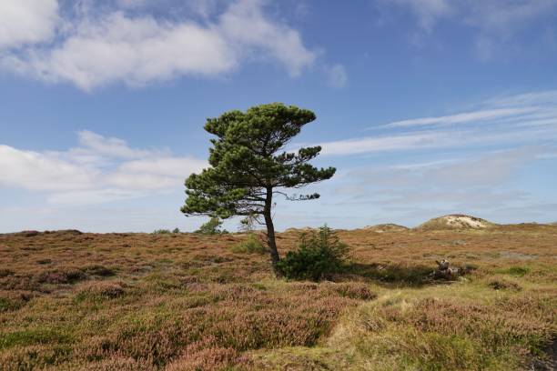heathland with pine on sunny day with some clouds in Jutland, Denmark heathland with pine on sunny day with some clouds in Jutland, Denmark jutland stock pictures, royalty-free photos & images