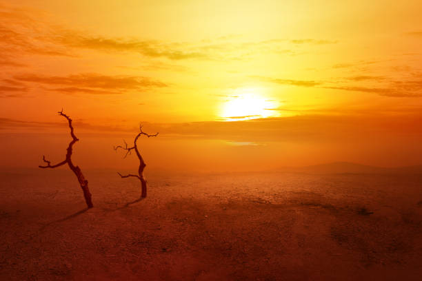Heatwave on the desert with dead trees and glowing sun background stock photo