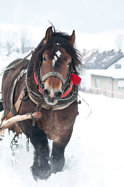 heavy horses in the winter stock photo