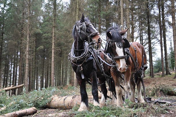 Heavy horses working in the forest An impressive pair of heavy horses, conducting traditional forestry working with harnesses. shire horse stock pictures, royalty-free photos & images