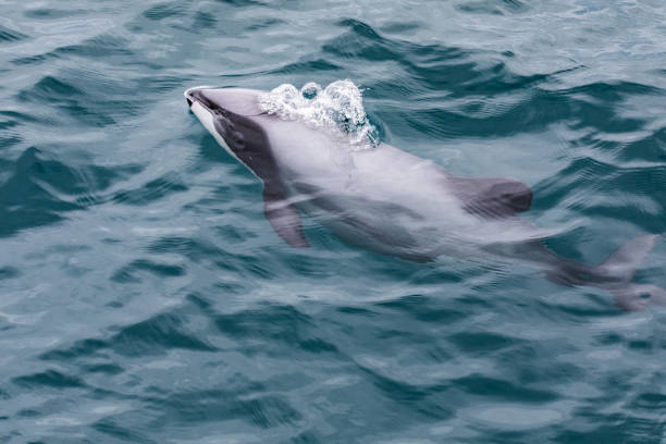 Ansichtskarte: Hectors Dolphins Delfine Akaroa Neuseeland 