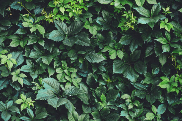 häck av stora gröna blad på våren. grön staket av parthenocissus henryana. naturlig bakgrund av flickaktiga druvor. blommig konsistens av partenocissus inserta. rik grönska. växter i botaniska trädgården. - buske bildbanksfoton och bilder