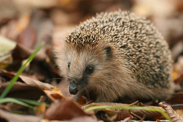 hedgehog autumn leaves forest stock photo