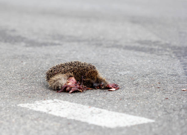 Hedgehog crashed by night traffic Hedgehog crashed by night traffic while crossing the street dead squirrel stock pictures, royalty-free photos & images