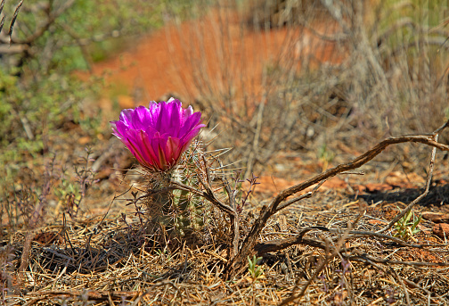 pink hedgehog flowering cactus