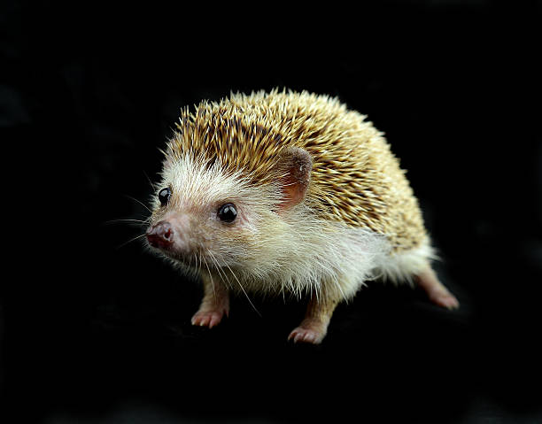 Hedgehog isolate on  background stock photo