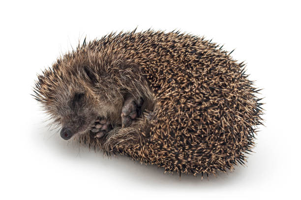 igel stock photos pictures  royaltyfree images  istock