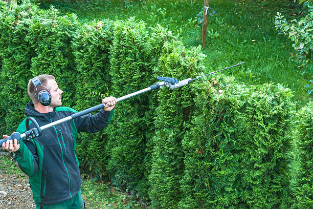 Hedges cutting Hedge trimming, works in a garden. Professional gardener with a professional garden tools at work. pruning gardening stock pictures, royalty-free photos & images