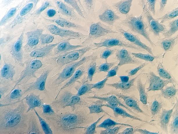 HeLa cervical cancer cells stock photo