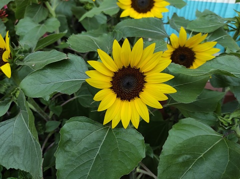 Helianthus annuus or sunflower is an annual plant from the kenikir-kenikir tribe, the flower heads are large and yellow.