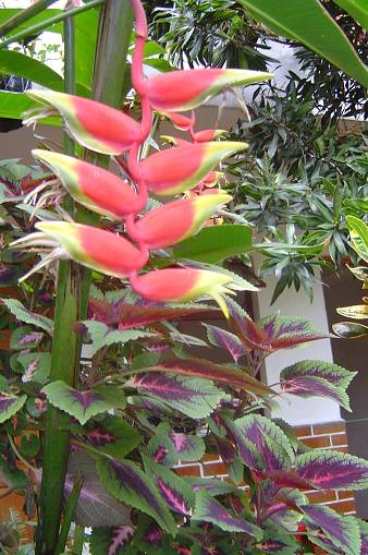 Heliconia and many other exotic plants can be found throughout Guatemala