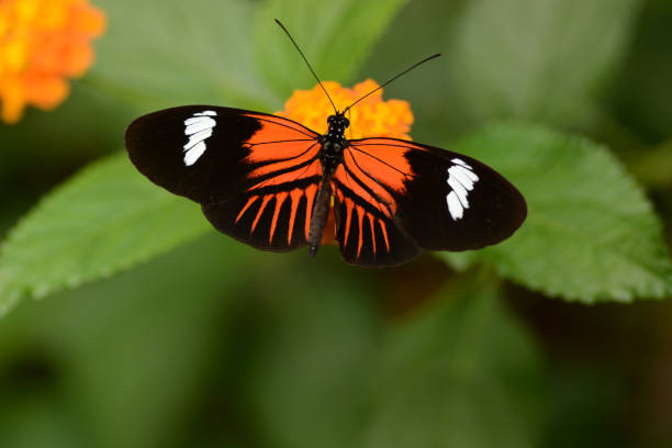 Heliconius melpomene butterfly on Lantana. Bright colorfull picture of a tropical postman ( Heliconius melpomene) butterfly eating from Lantana. butterfly garden stock pictures, royalty-free photos & images