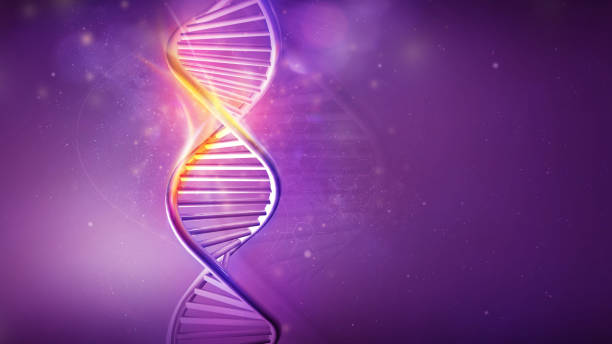 DNA helix model on a violet background, 3D render. stock photo
