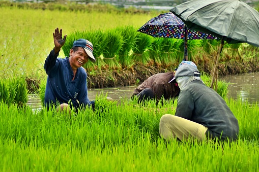 Farmers pulling rice seedlings to prepare for transplanting.