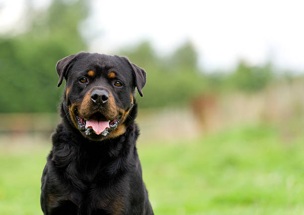 hello Portrait of a Rottweiler dog with space for copy rottweiler stock pictures, royalty-free photos & images