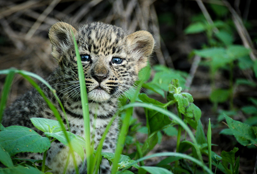 A leopard cub takes its first look at the world.